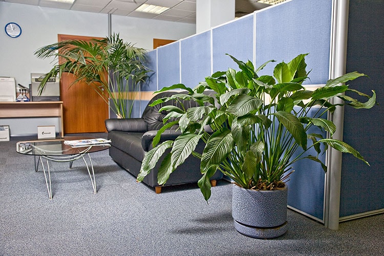 Tác dụng của cây bonsai để bàn trong cuộc sống văn phòng